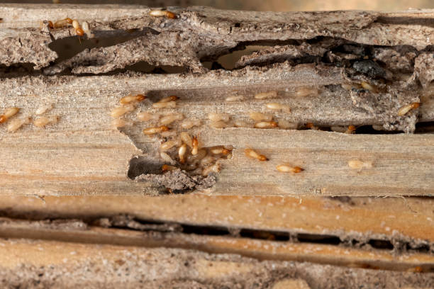 Best Pest Inspection Near Me  in North Kingsville, OH